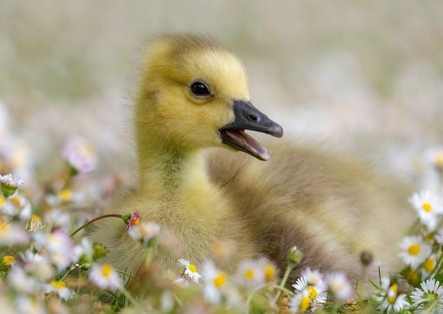 寶寶幾歲叫爸爸媽媽？