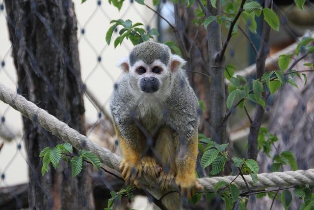 aff是什麼？