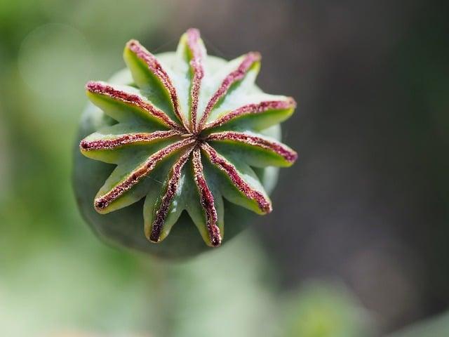 Switch手把 有藍芽嗎？