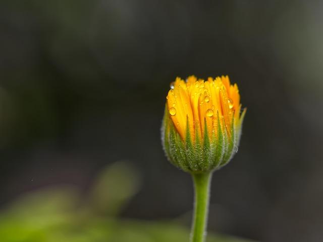 金盞花濕敷多久？
