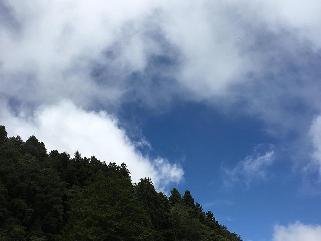 阿里山國家森林遊樂區裡面有吃的嗎？