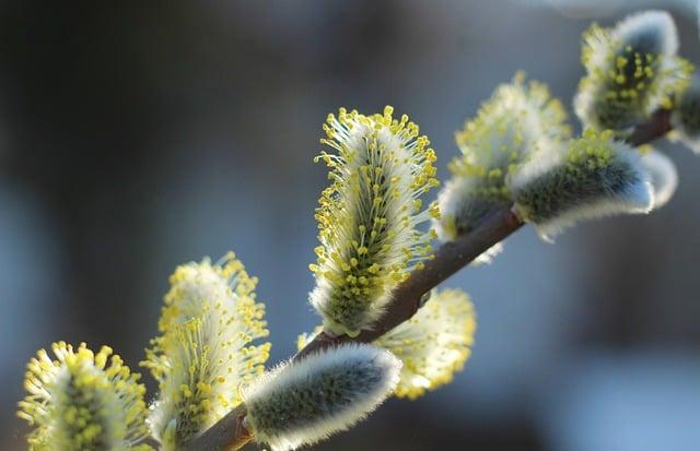 過年適合去哪個國家？