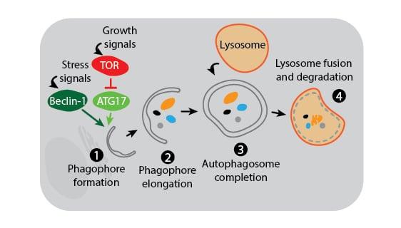 自噬啟動：禁食的黃金時機與身體反應

成語妙趣：探索「蹦」字成語的豐富內涵