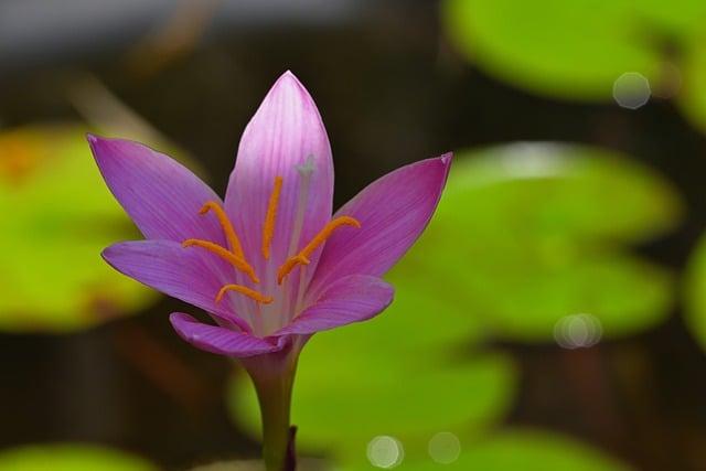 什麼食物含有植物性雌激素？